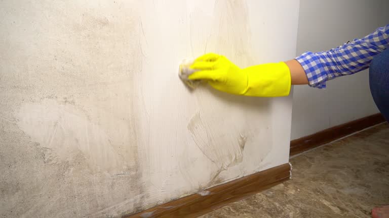 Best Attic Mold Removal  in USA